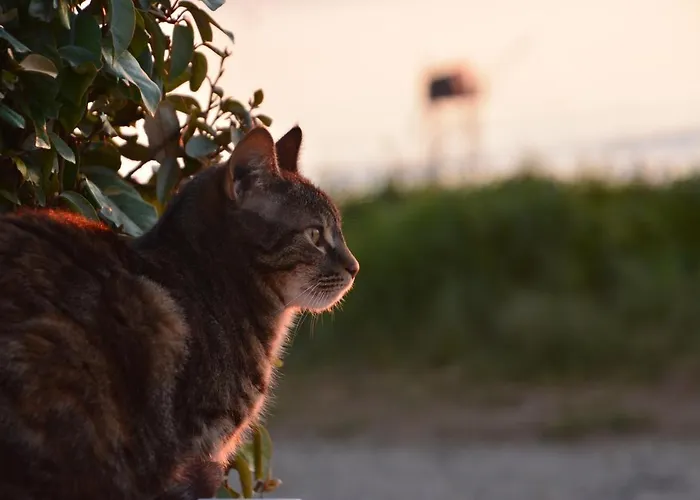 Hébergement de vacances Face Et Plage, Entre Michel Et Brevin *
